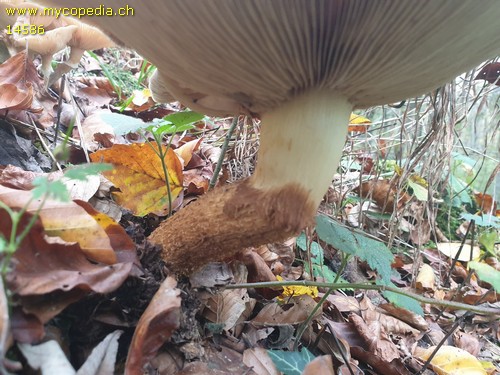 Pholiota squarrosa - 