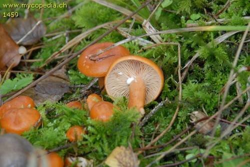 Lactarius aurantiacus - 