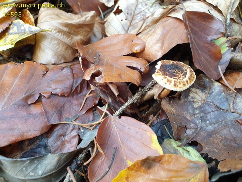 Lepiota castanea - 