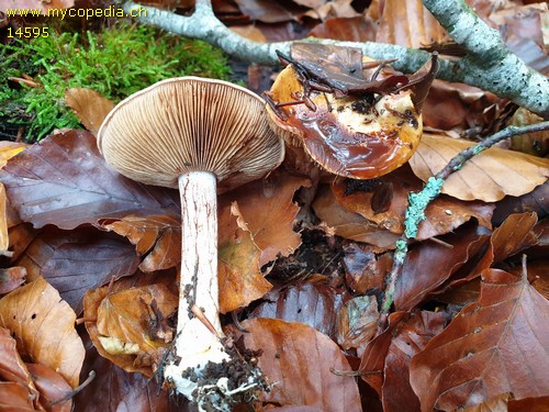 Cortinarius callochrous - 