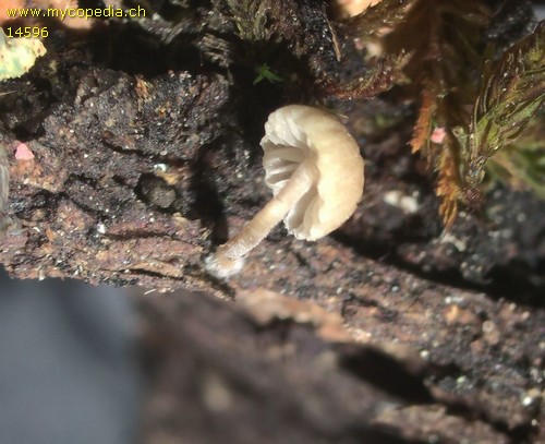 Mycena meliigena - 