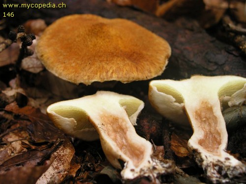 Boletinus cavipes - 