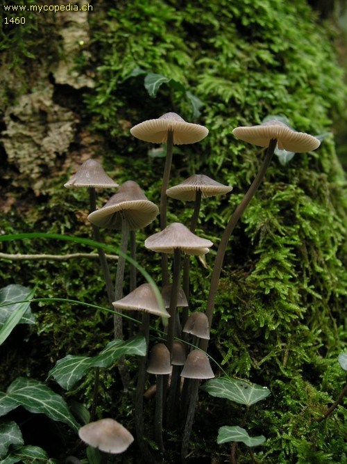 Mycena polygramma - 