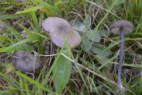 Entoloma poliopus - 