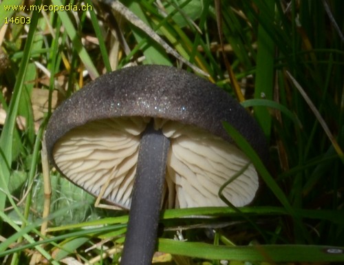 Entoloma poliopus - 
