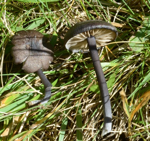 Entoloma corvinum - 