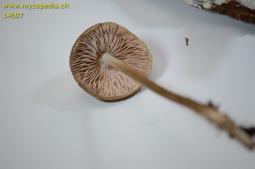 Entoloma spp - 