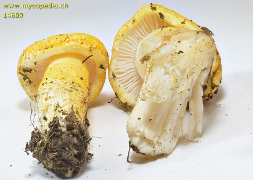 Hygrophorus chrysodon - 