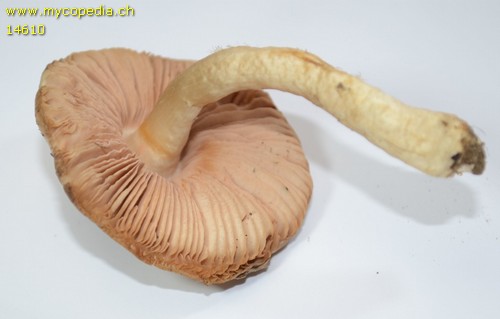 Entoloma prunuloides - 