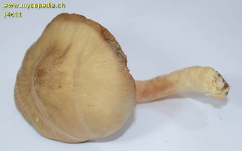 Entoloma prunuloides - 