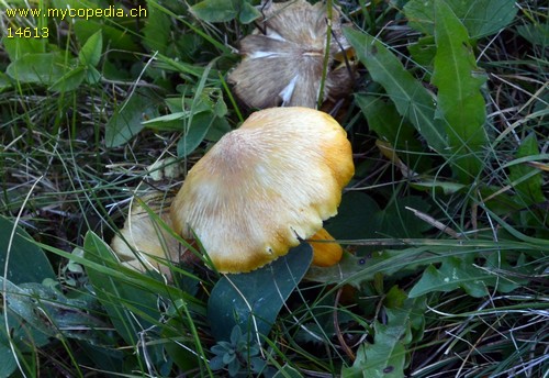 Hygrocybe intermedia - 