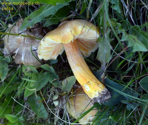 Hygrocybe intermedia - 