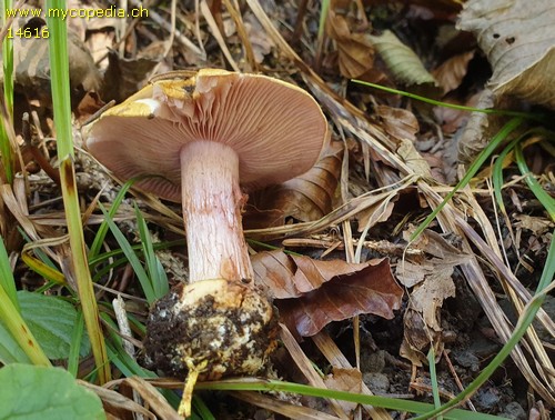 Cortinarius haasii - 