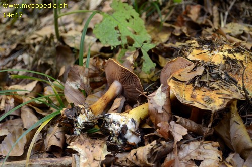 Cortinarius haasii - 