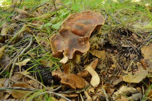 Cortinarius sordescens - 