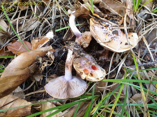 Cortinarius sodagnitus -  - KOH 