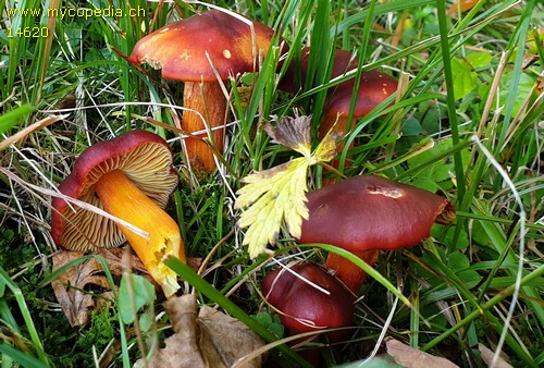 Hygrocybe punicea - 