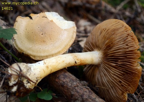 Cortinarius papulosus - 