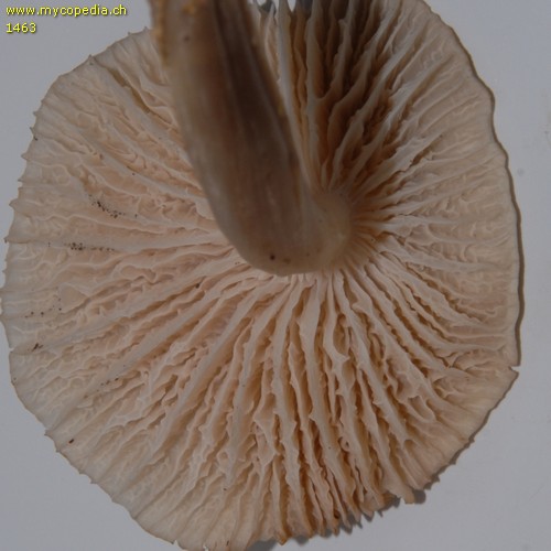 Mycena galericulata - Lamellen - 