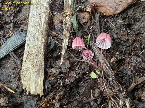 Marasmius pulcherripes - 