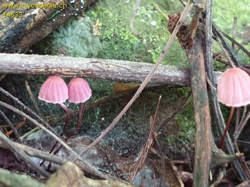 Marasmius pulcherripes - 