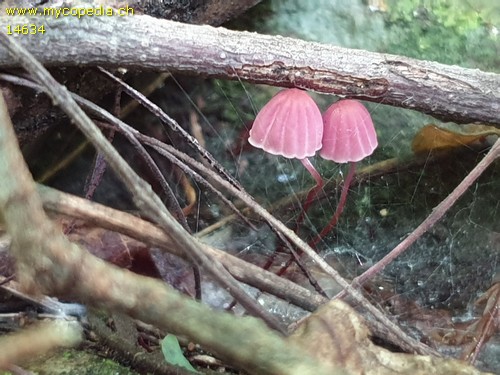 Marasmius pulcherripes - 