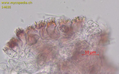 Marasmius pulcherripes - 