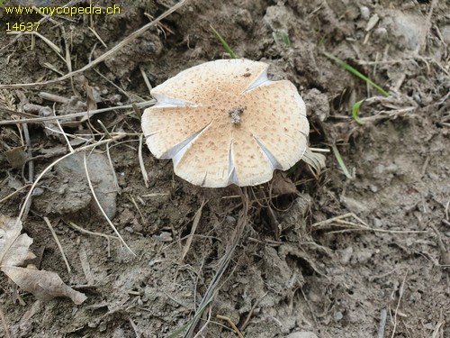 Psathyrella populina - 