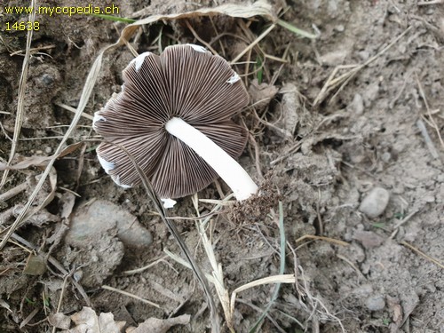 Psathyrella populina - 