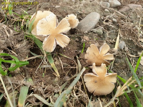 Psathyrella populina - 