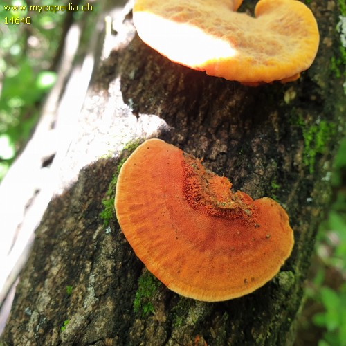 Pycnoporus sanguineus - 