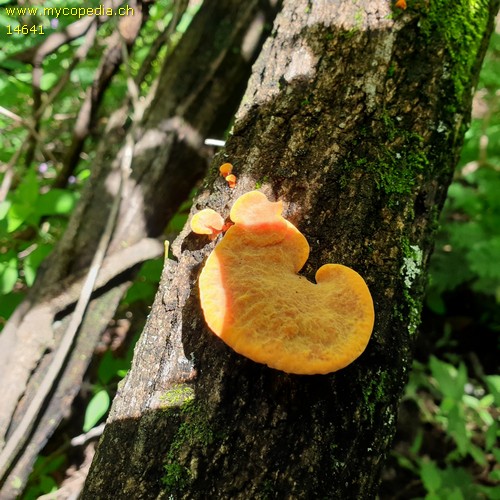 Pycnoporus sanguineus - 