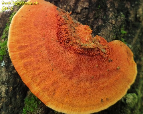 Pycnoporus sanguineus - Poren - 