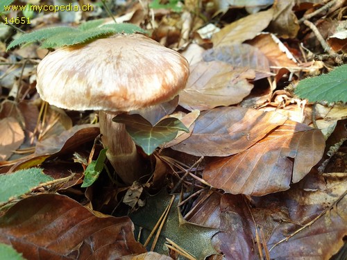 Cortinarius disjungendus - 