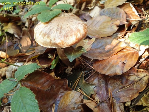 Cortinarius disjungendus - 