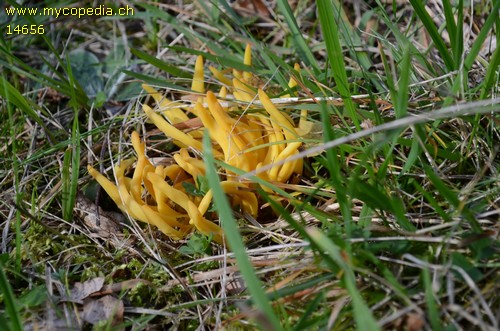 Clavulinopsis fusiformis - 