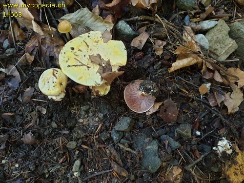 Cortinarius callochrous - 