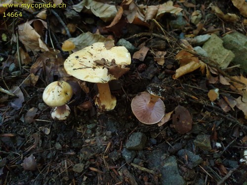 Cortinarius callochrous - 