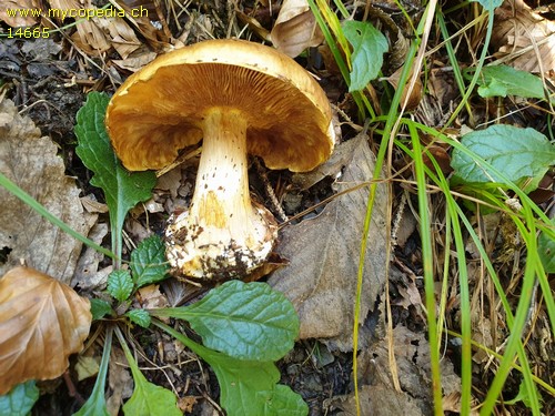 Cortinarius pseudoglaucopus - 