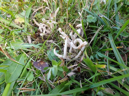 Clavaria fragilis - 