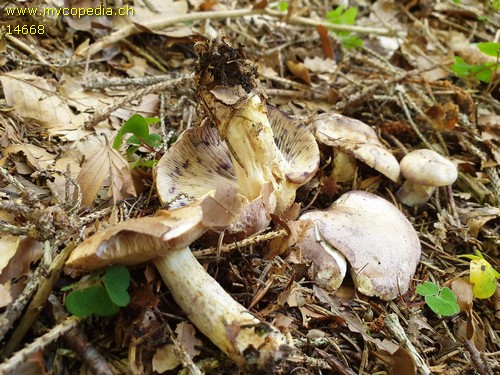 Lactarius luridus - 