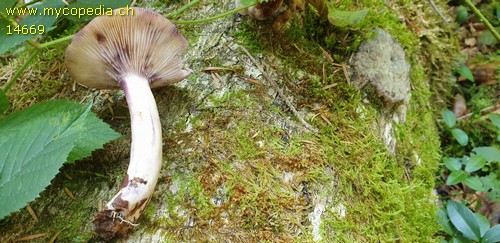 Lactarius luridus - 