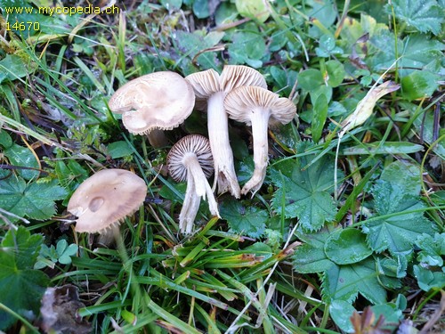 Dermoloma pseudocuneifolium - 