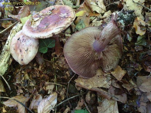 Cortinarius rufoviolaceus - 