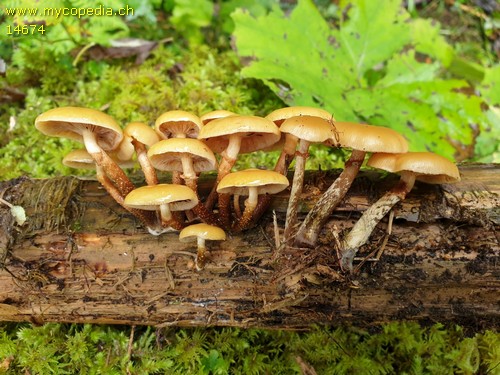 Galerina marginata - 