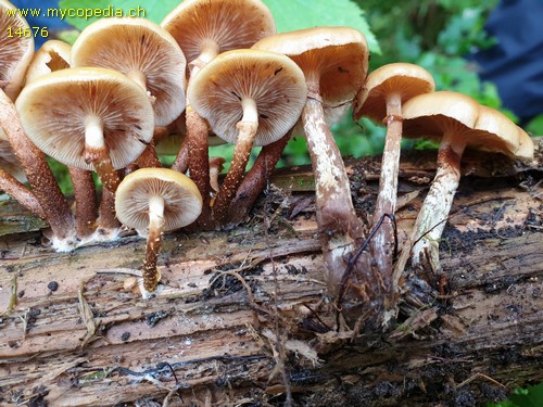 Kuehneromyces mutabilis - 