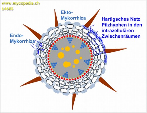 Ektomykorrhiza - 