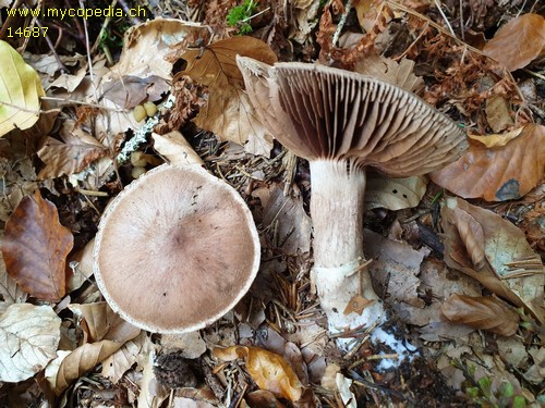 Cortinarius torvus - 