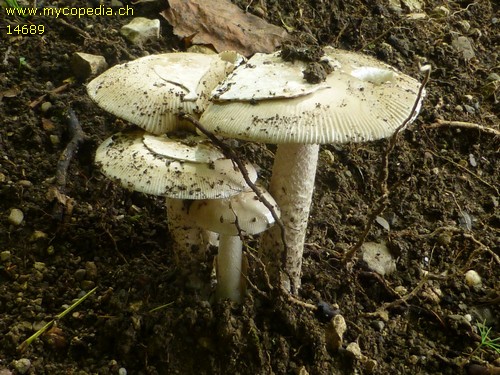 Amanita vaginata var. alba - 