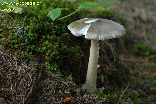 Amanita vaginata - 